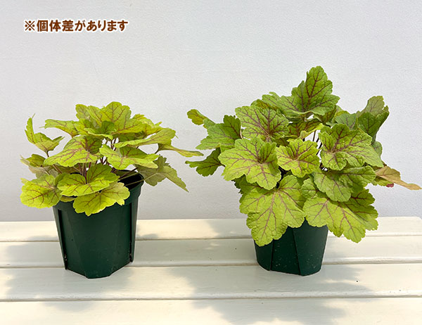 ヒューケラ:エレクトラ5号鉢植え