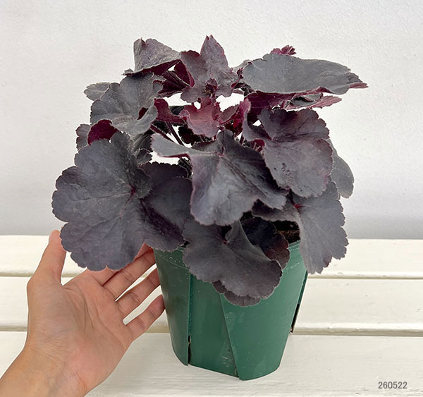 ヒューケラ:ブラックフォレストケーキ5号鉢植え