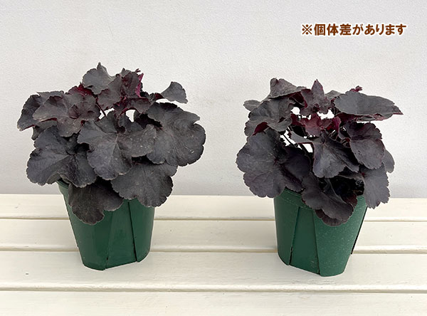 ヒューケラ:ブラックフォレストケーキ5号鉢植え