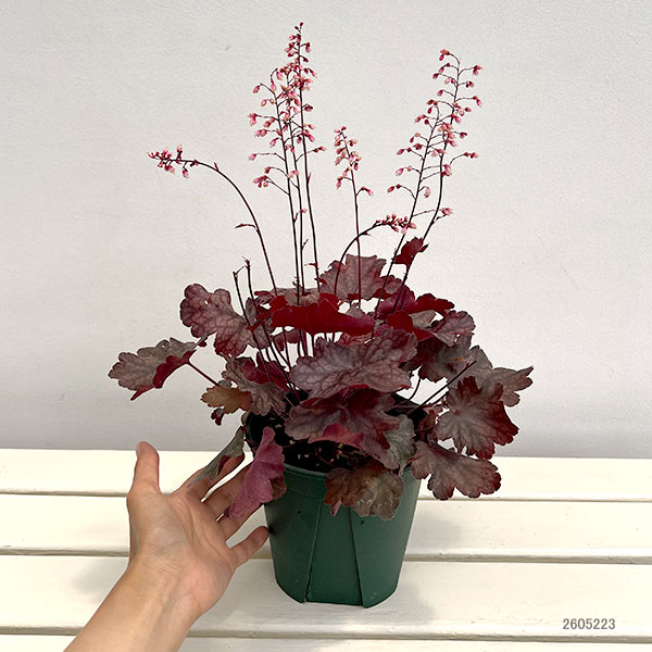 ヒューケラ：ファイヤーチーフ5号鉢植え