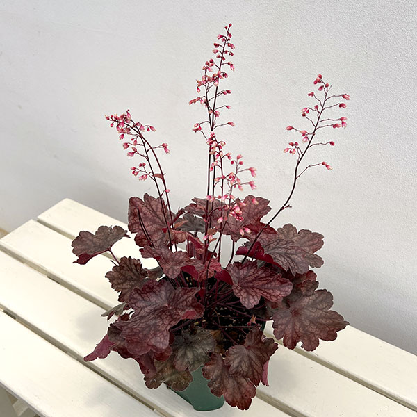 ヒューケラ：ファイヤーチーフ5号鉢植え
