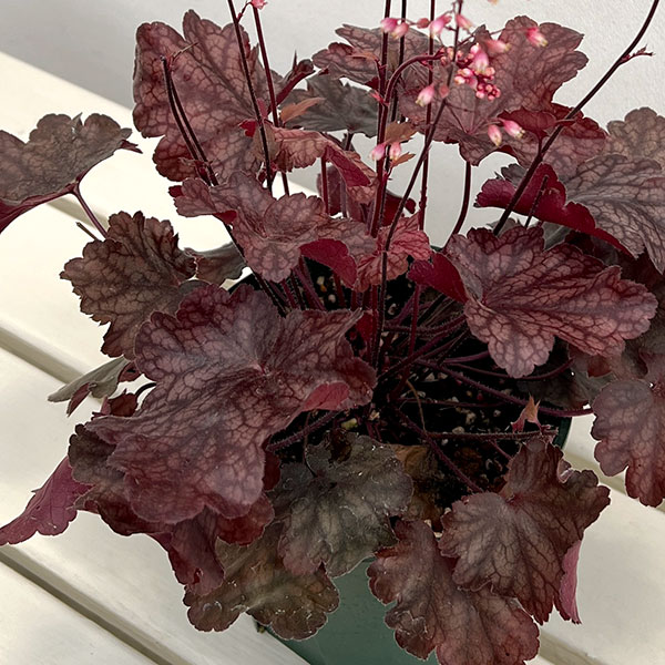 ヒューケラ：ファイヤーチーフ5号鉢植え