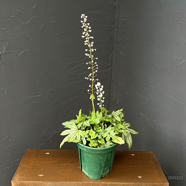 ヒューケレラ:フレッシュグリーン5号鉢植え