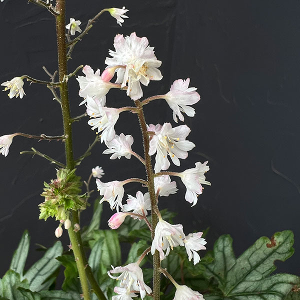 ヒューケレラ:フレッシュグリーン5号鉢植え