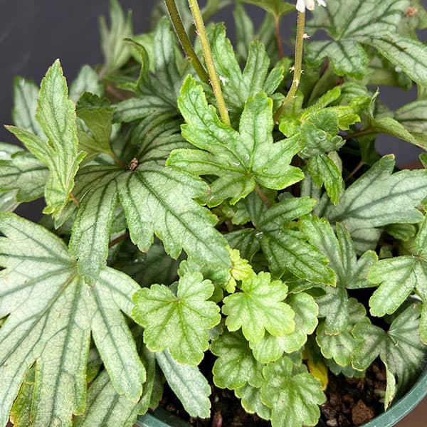 ヒューケレラ:フレッシュグリーン5号鉢植え