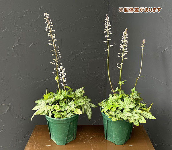 ヒューケレラ:フレッシュグリーン5号鉢植え
