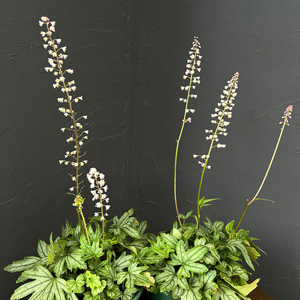 ヒューケレラ:フレッシュグリーン5号鉢植え