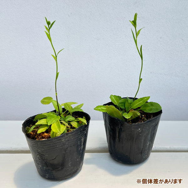 シライトソウ:コシキ白糸草2.5号ポット