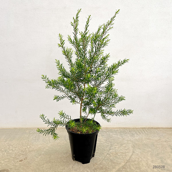 メラレウカ(メラウニカ):ブラックティーツリー7号鉢植え
