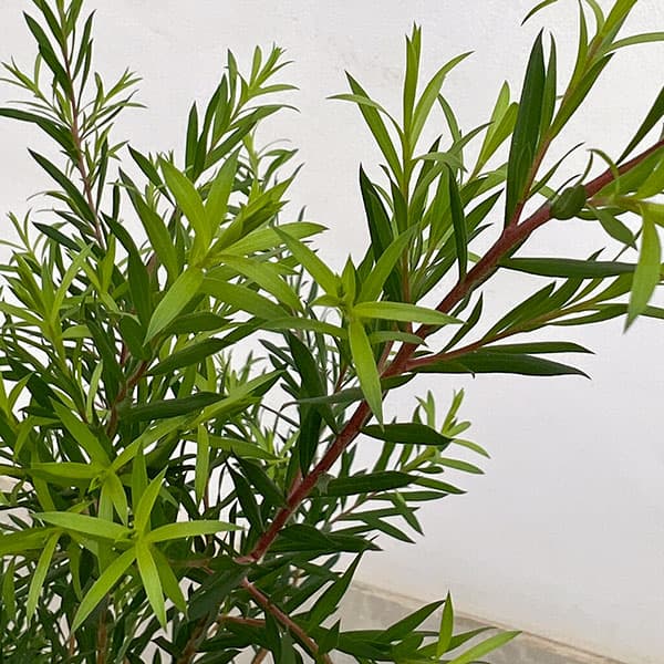 メラレウカ(メラウニカ):ブラックティーツリー7号鉢植え