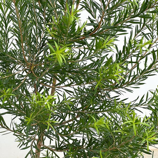 メラレウカ(メラウニカ):ブラックティーツリー7号鉢植え