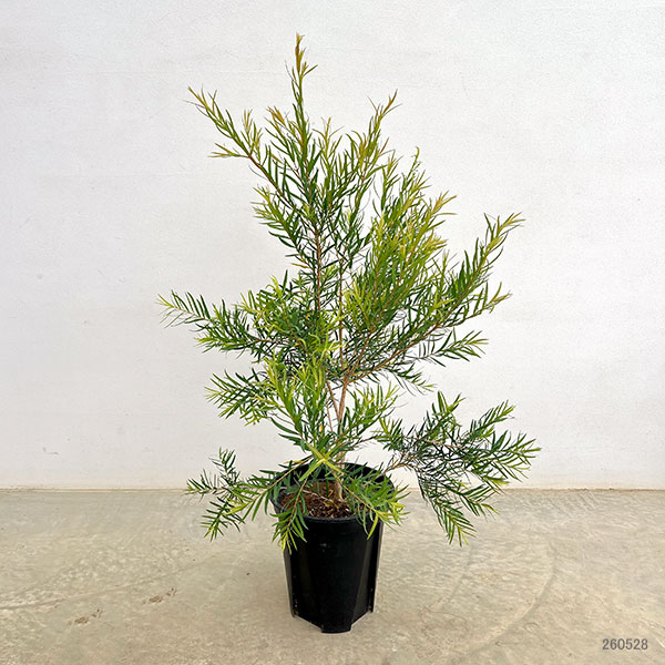 メラレウカ:スノーインサマー7号鉢植え