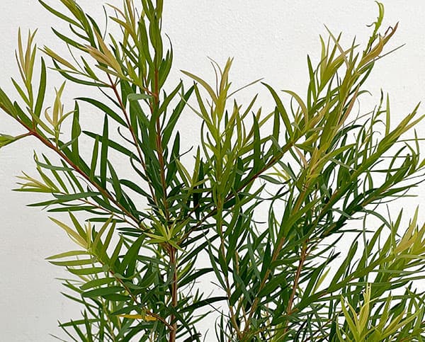 メラレウカ:スノーインサマー7号鉢植え