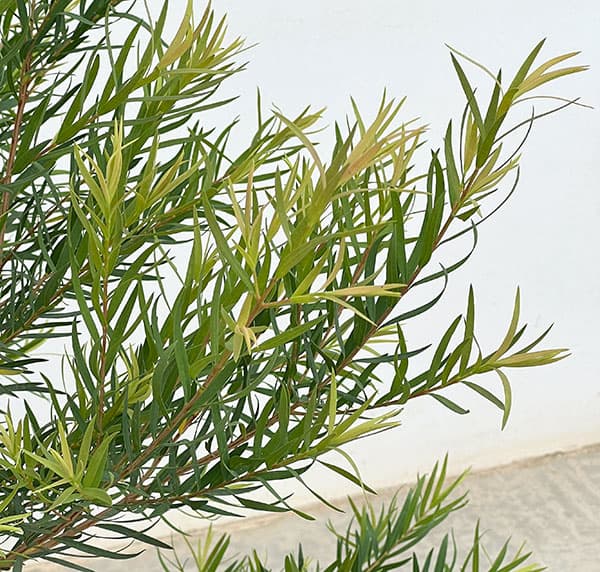 メラレウカ:スノーインサマー7号鉢植え