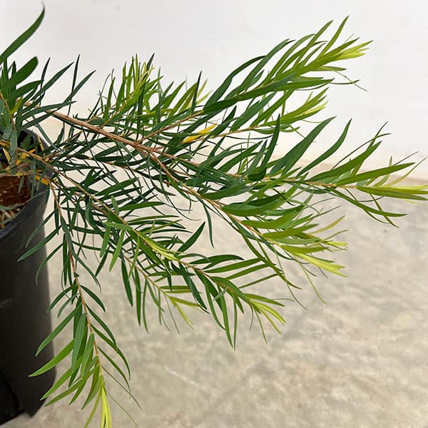 メラレウカ:スノーインサマー7号鉢植え