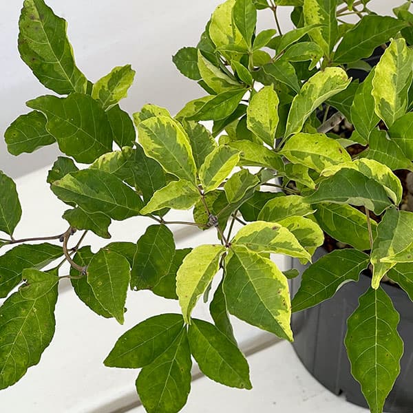 マルバアオダモ:掃込斑6号ポット