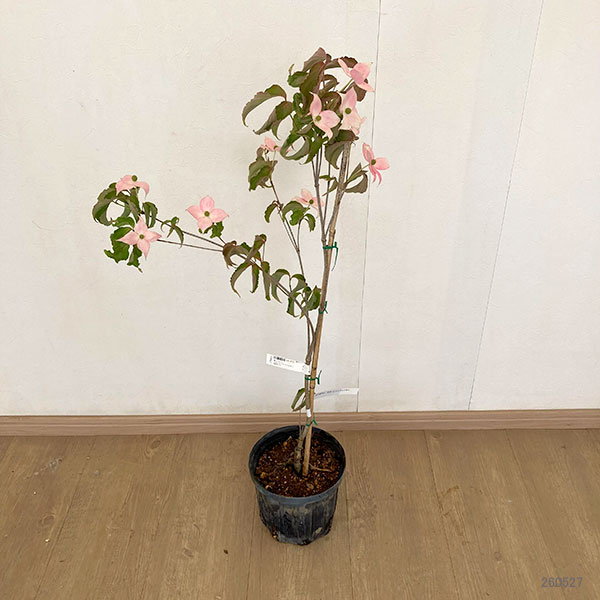 ヤマボウシ:スカーレットファイヤー5-6号ポット