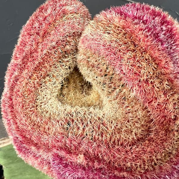 サボテン:エキノセレウス 紫太陽(接ぎ木)6号鉢植え26-01