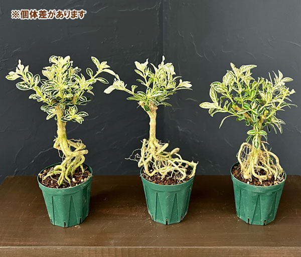 ハクチョウゲ（白丁花）盆栽（根上がり）仕立て3号ポット