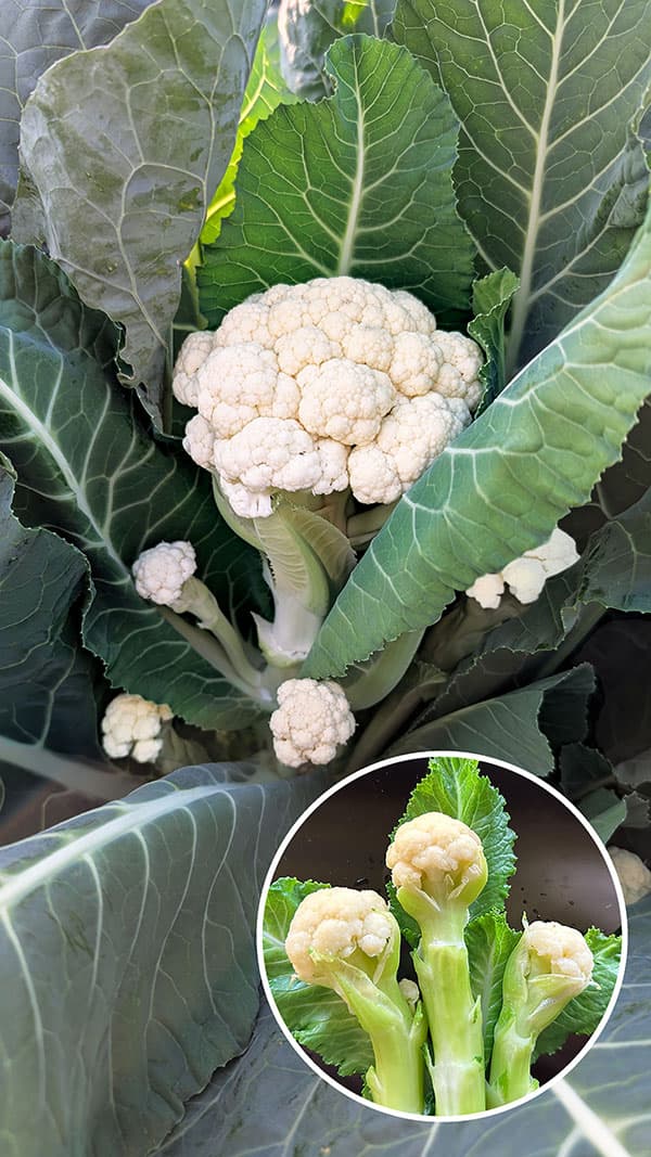 カリフラワー（ブロッコリー）：一代交配　アイスキャンドル[ミニタイプ　7-8月まき　野菜タネ]