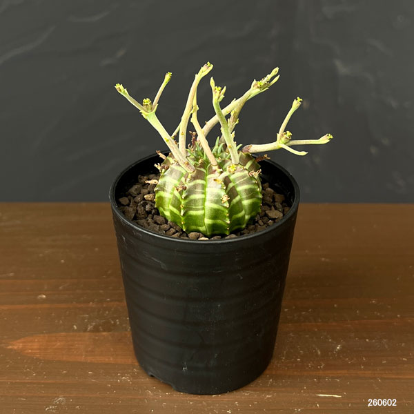ユーフォルビア：バリダ(スーパーバリダ実生)　2.5号鉢植え