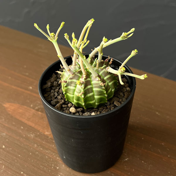 ユーフォルビア：バリダ(スーパーバリダ実生)　2.5号鉢植え