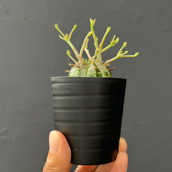ユーフォルビア：バリダ(スーパーバリダ実生)　2.5号鉢植え