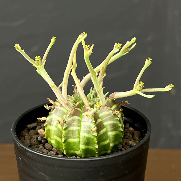 ユーフォルビア：バリダ(スーパーバリダ実生)　2.5号鉢植え