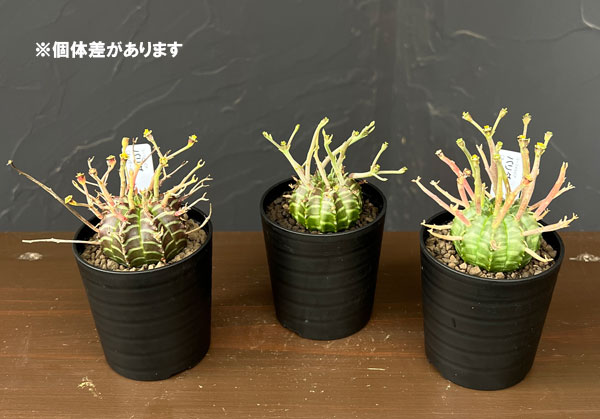 ユーフォルビア：バリダ(スーパーバリダ実生)　2.5号鉢植え
