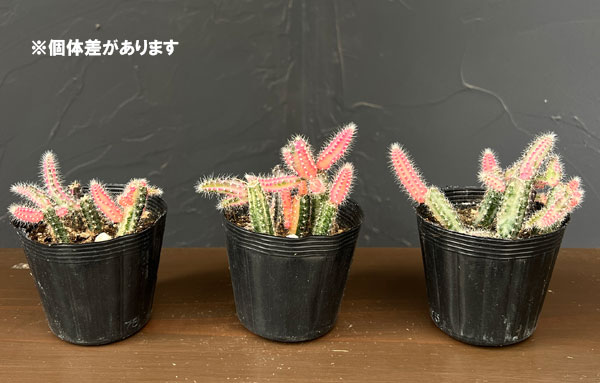 ビャクダン ピンク斑入り2.5号ポット