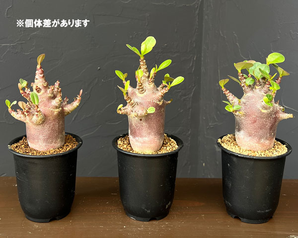 アデニウム ：アラビカム ブラックスキン　3号
