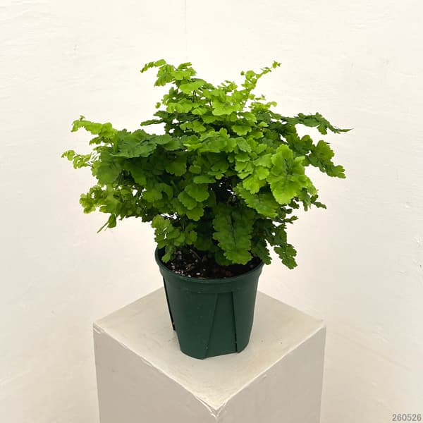 アジアンタム:モノカラー 5号鉢植え