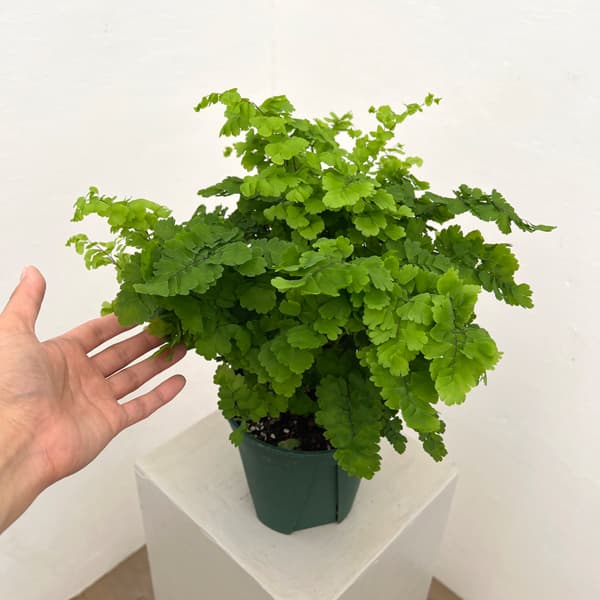 アジアンタム:モノカラー 5号鉢植え