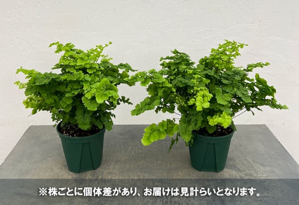 アジアンタム:モノカラー 5号鉢植え