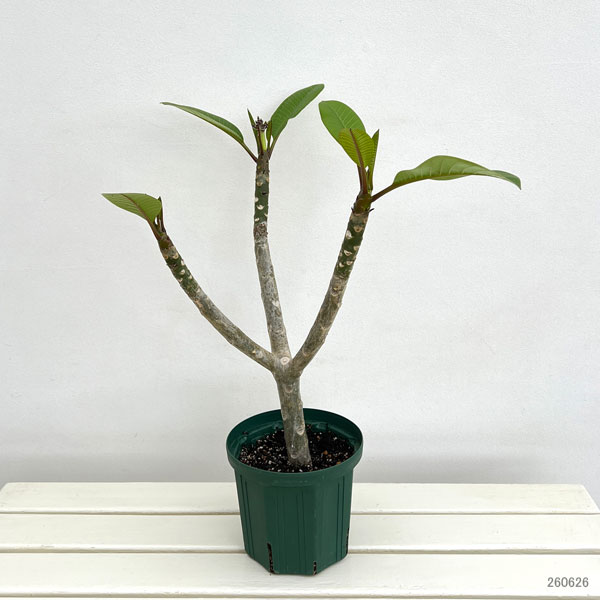 プルメリア：エルシー（Elsie）6号鉢植え