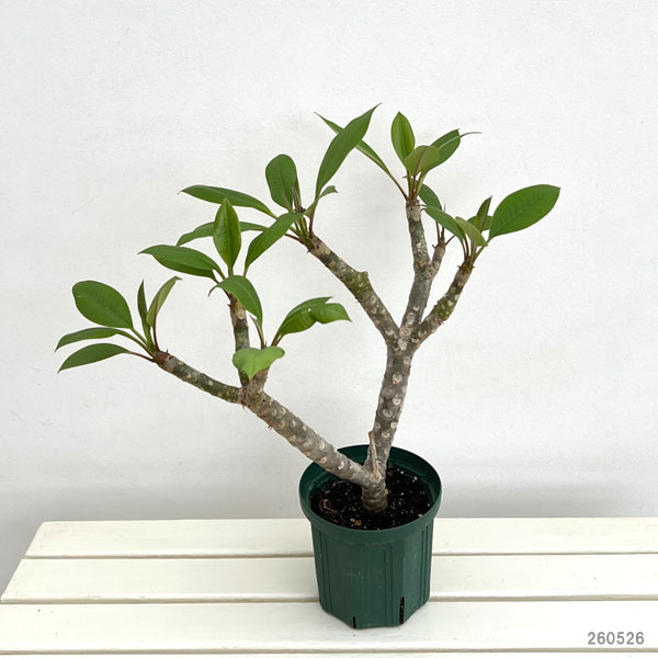 園芸ネット本店｜プルメリア：サンバリーナ（Thumbalina）6号鉢植え の