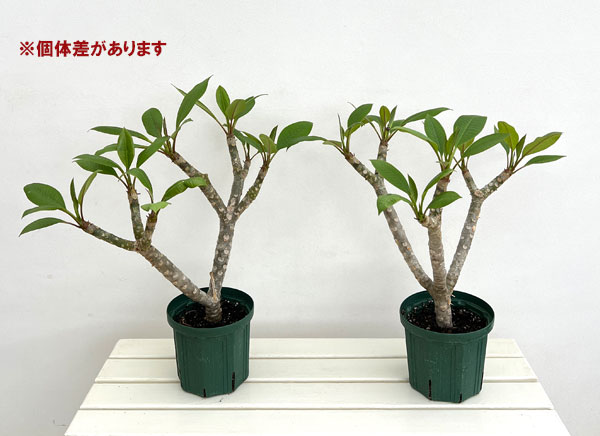 プルメリア:サンバリーナ(Thumbalina)6号鉢植え