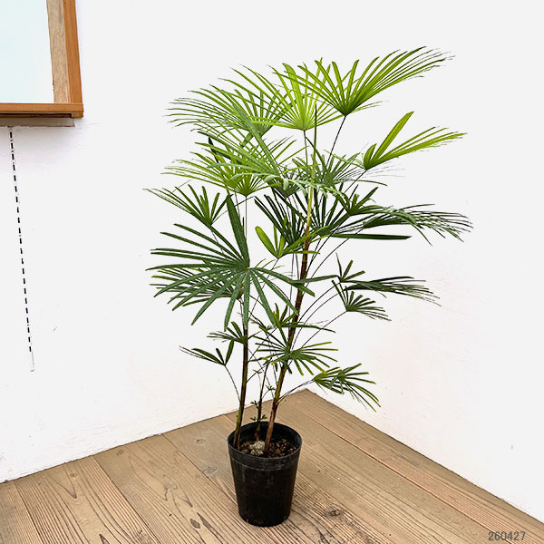 ウンナンシュロチク：ミドリヒメ ６号鉢植え
