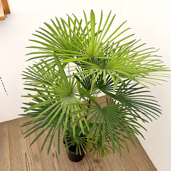 ウンナンシュロチク：ミドリヒメ ６号鉢植え