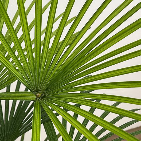 ウンナンシュロチク：ミドリヒメ ６号鉢植え