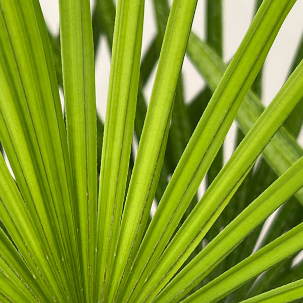 ウンナンシュロチク：ミドリヒメ ６号鉢植え
