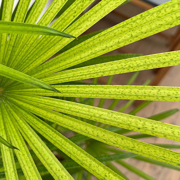 ウンナンシュロチク：ミドリヒメ ６号鉢植え