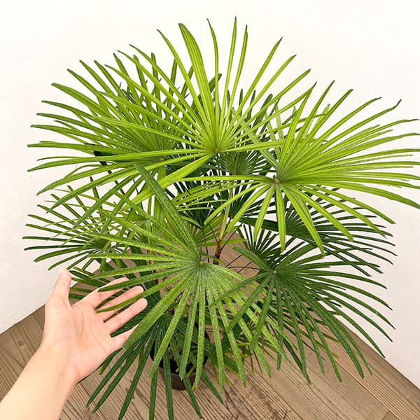 ウンナンシュロチク：ミドリヒメ ６号鉢植え