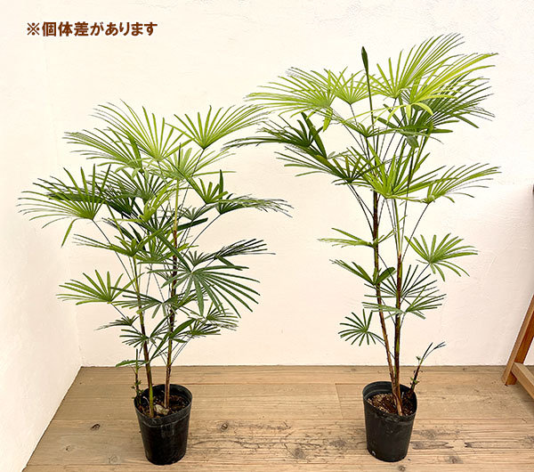 ウンナンシュロチク：ミドリヒメ ６号鉢植え
