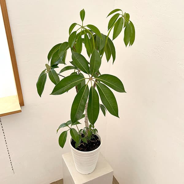 ツピダンサス（ストレート仕立て）6号鉢植え
