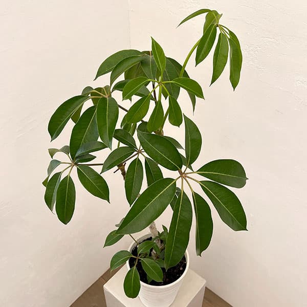 ツピダンサス（ストレート仕立て）6号鉢植え