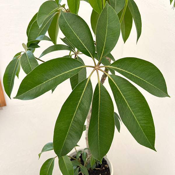 ツピダンサス（ストレート仕立て）6号鉢植え