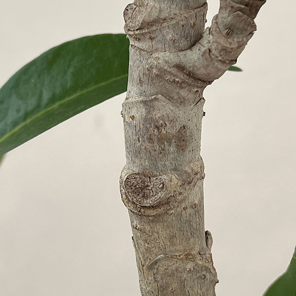 ツピダンサス（ストレート仕立て）6号鉢植え