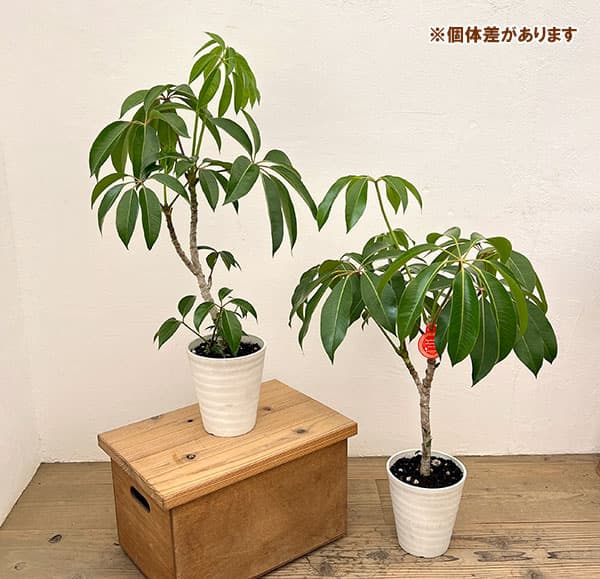 ツピダンサス（ストレート仕立て）6号鉢植え
