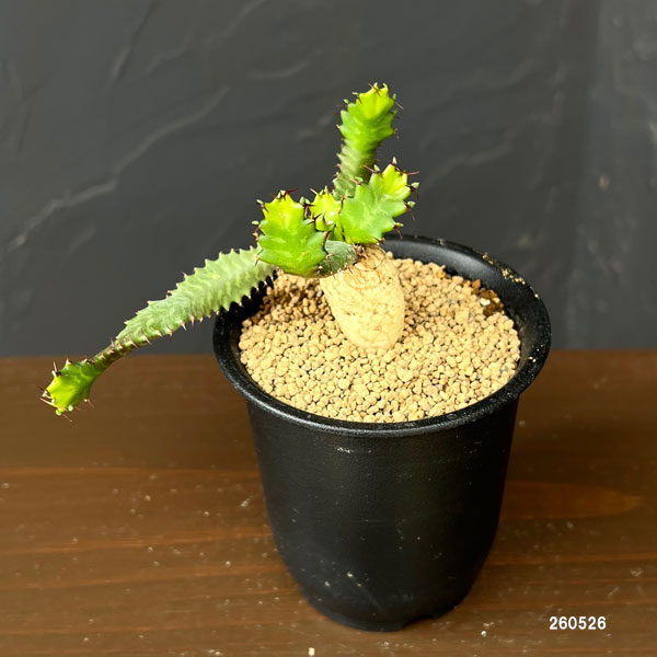 ユーフォルビア：ステラータ　(飛竜)　3号鉢植え